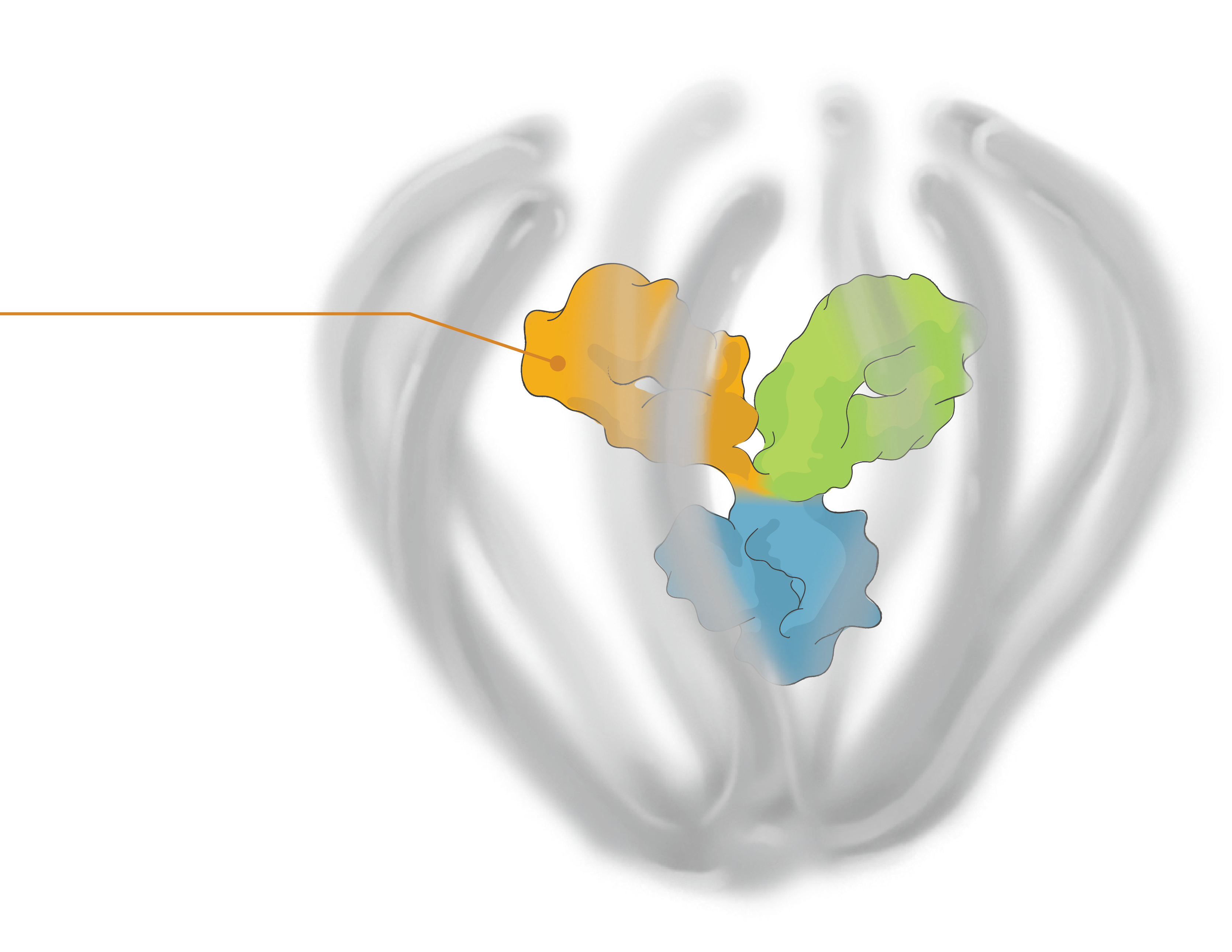 antibody-pointer